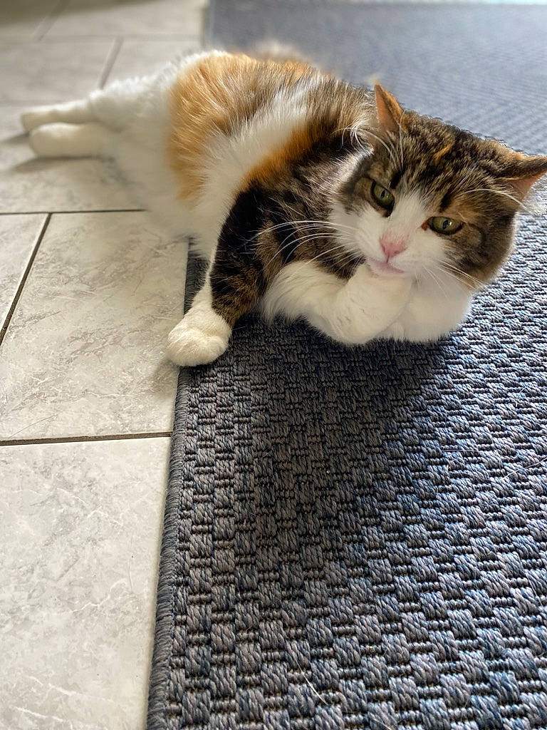 Marianne a rejoint le concours — aidez-le/la à gagner de superbes lots ! carnivore, carpet, cat, claw, companion_dog, domestic_short_haired_cat, fawn, felidae, floor, flooring, fur, grass, hardwood, paw, road_surface, sitting, small_to_medium_sized_cats, tail, whiskers, wood