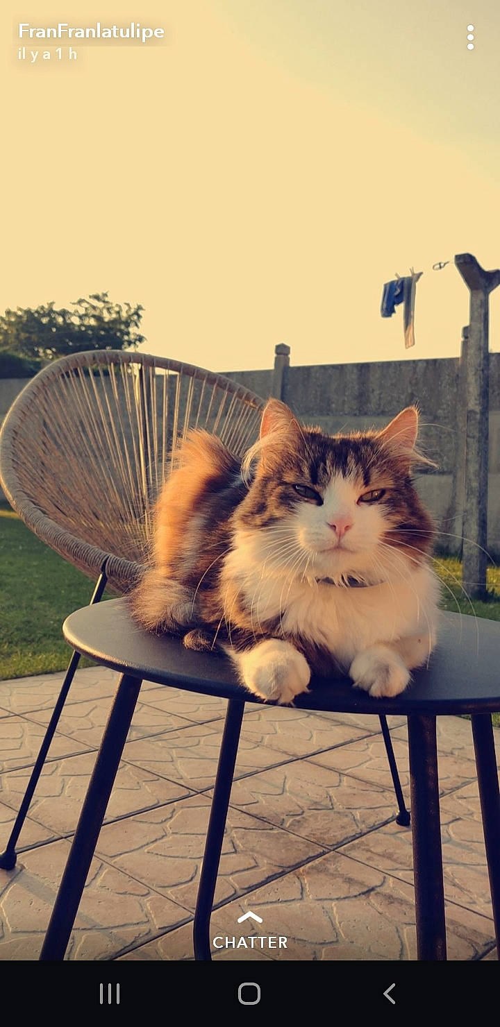 Marianne participe au concours pour gagner de l'argent avec cette photo : carnivore, cat, comfort, fawn, felidae, furniture, grass, morning, outdoor_bench, outdoor_furniture, plant, sky, small_to_medium_sized_cats, sunlight, table, tail, tree, whiskers, window, wood