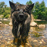 Mowgli participe au concours pour gagner de l'argent avec cette photo : dog, wet_dog, water, stream, rocks, blue_eyes, outdoor, nature, animal, fur, portrait, canine, shallow_water, summer, sunny, forest, river, wildlife, closeup, alert