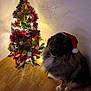Mowgli participe au concours pour gagner de l'argent avec cette photo : dog, santa_hat, christmas_tree, holiday, decorations, lights, tinsel, ornaments, wooden_floor, indoor, pet, festive, celebration, cozy, wall, christmas, seasonal, cute, animal, companion