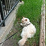 Sugarpop joined the competition — help win amazing prizes! animal, cat, concrete, daylight, feline, fluffy, garden, grass, harness, leash, long_hair, lying_down, outdoor, pet, photography, railing, relaxed, tail, walkway, white_cat