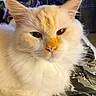Sugarpop joined the competition — help win amazing prizes! animal, blanket, cat, close_up, cozy, cream_colored, ears, eyes, face, feline, fluffy, fur, indoors, long_hair, orange, pet, portrait, serious_expression, whiskers, white