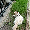  자연, cat, cream_colored, fluffy, garden, grass, harness, leash, long_hair, lying_down, outdoor, pet, pointed_ears, portrait, railing, sidewalk, sitting, tail, whiskers, wooden_border