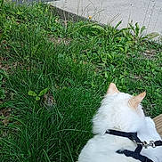 Sugarpop is registered to the contest to win money with this photo: animal, cat, cats, curb, fluffy, garden, grass, harness, leash, nature, outdoor, parked_area, parking_lot, pavement, peekaboo, pet, playful, portrait, weeds, white_cat