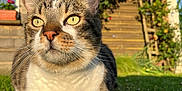 Lucky a rejoint le concours — aidez-le/la à gagner de superbes lots ! cat, tabby_cat, animal, pet, outdoor, garden, flowers, roses, greenery, sunlight, nature, grass, pathway, wooden_shed, close_up, whiskers, yellow_eyes, fur, mammal, daytime