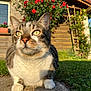 cat, tabby_cat, animal, pet, outdoor, garden, flowers, roses, greenery, sunlight, nature, grass, pathway, wooden_shed, close_up, whiskers, yellow_eyes, fur, mammal, daytime
