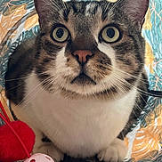Lucky participe au concours pour gagner de l'argent avec cette photo : cat, tabby, animal, pet, wide_eyes, curious, toy, red_ball, white_ball, playful, indoor, close_up, whiskers, fur, paws, tunnel, patterned_background, colorful, cute, domestic_cat