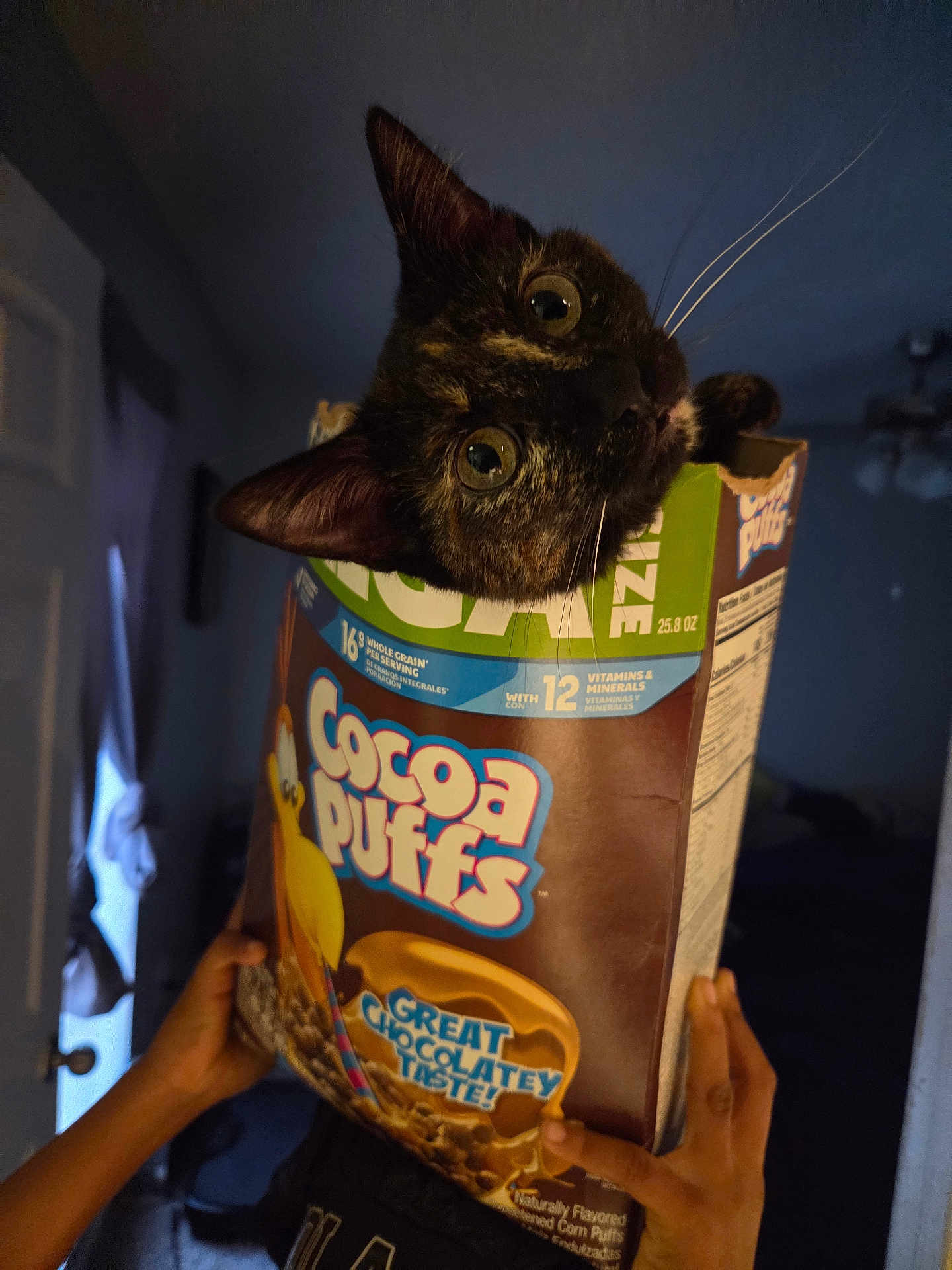 Ivy is registered to the contest to win money with this photo: cat, tortoiseshell_cat, cereal_box, cocoa_puffs, hands, indoor, dim_light, curious, peeking, animal, pet, box, brown, green, blue, yellow, whiskers, ears, eyes, playful