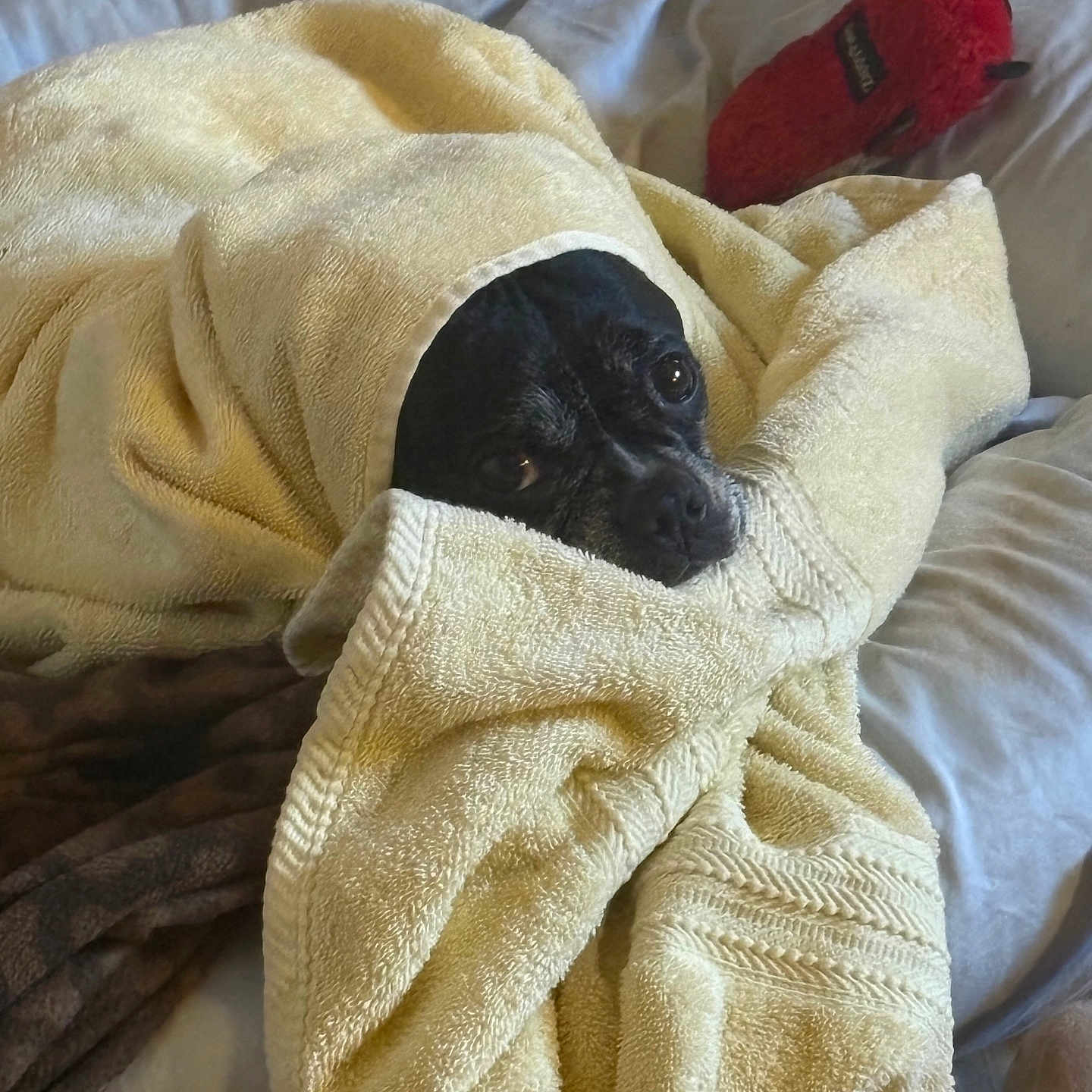 Lulu is registered to the contest to win money with this photo: animal, bed, black_dog, blanket, comfort, cozy, cute, dog, eyes, fur, indoors, looking, lying_down, pet, plush_toy, relaxed, resting, soft_texture, towel, wrapped