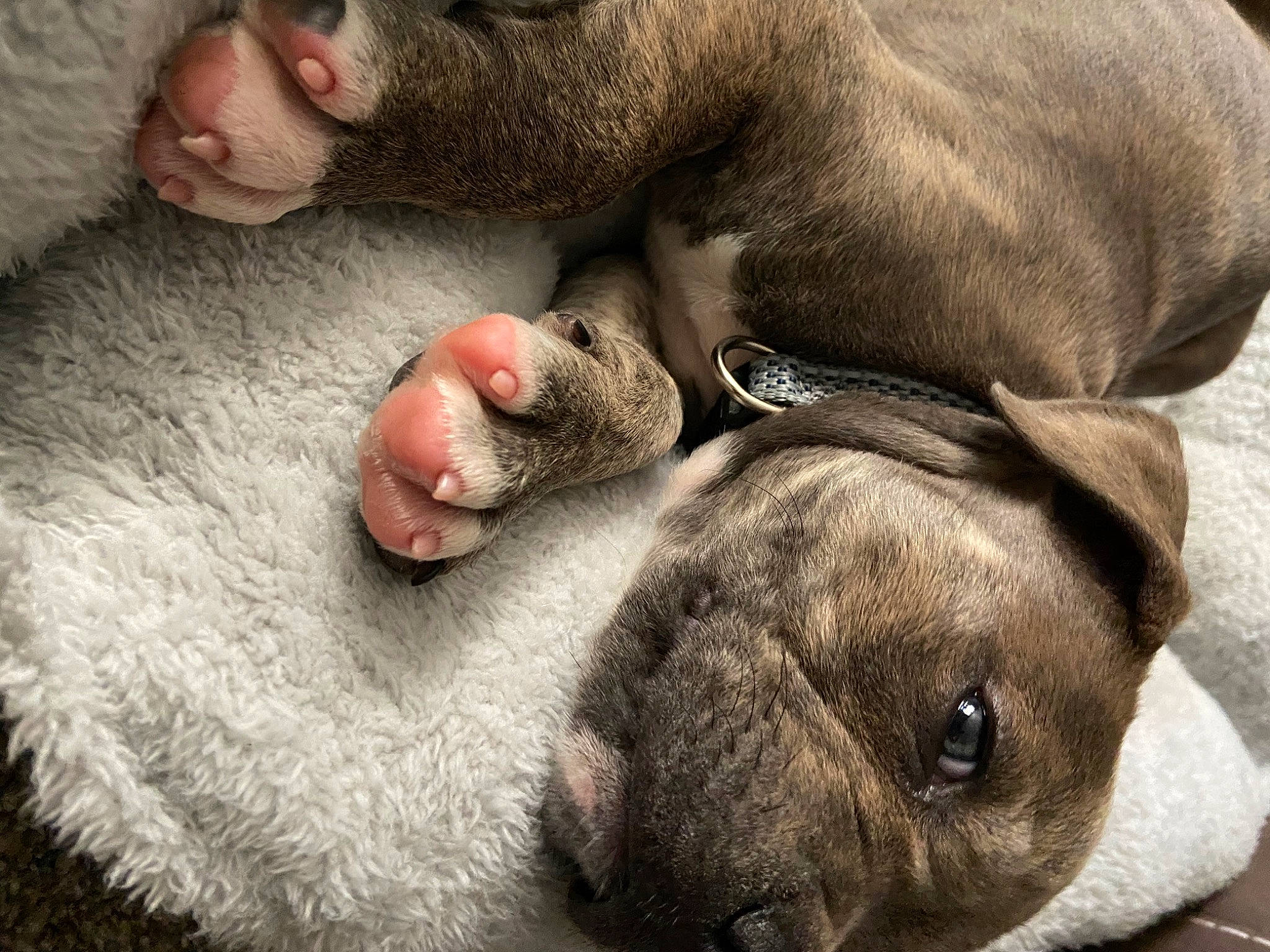 Jax joined the competition — help win amazing prizes! canidae, carnivore, companion_dog, dog, dog_breed, fawn, french_bulldog, mammal, nap, non_sporting_group, nose, old_english_bulldog, olde_english_bulldogge, puppy, puppy_love, snout, sporting_group, vertebrate, wrinkle