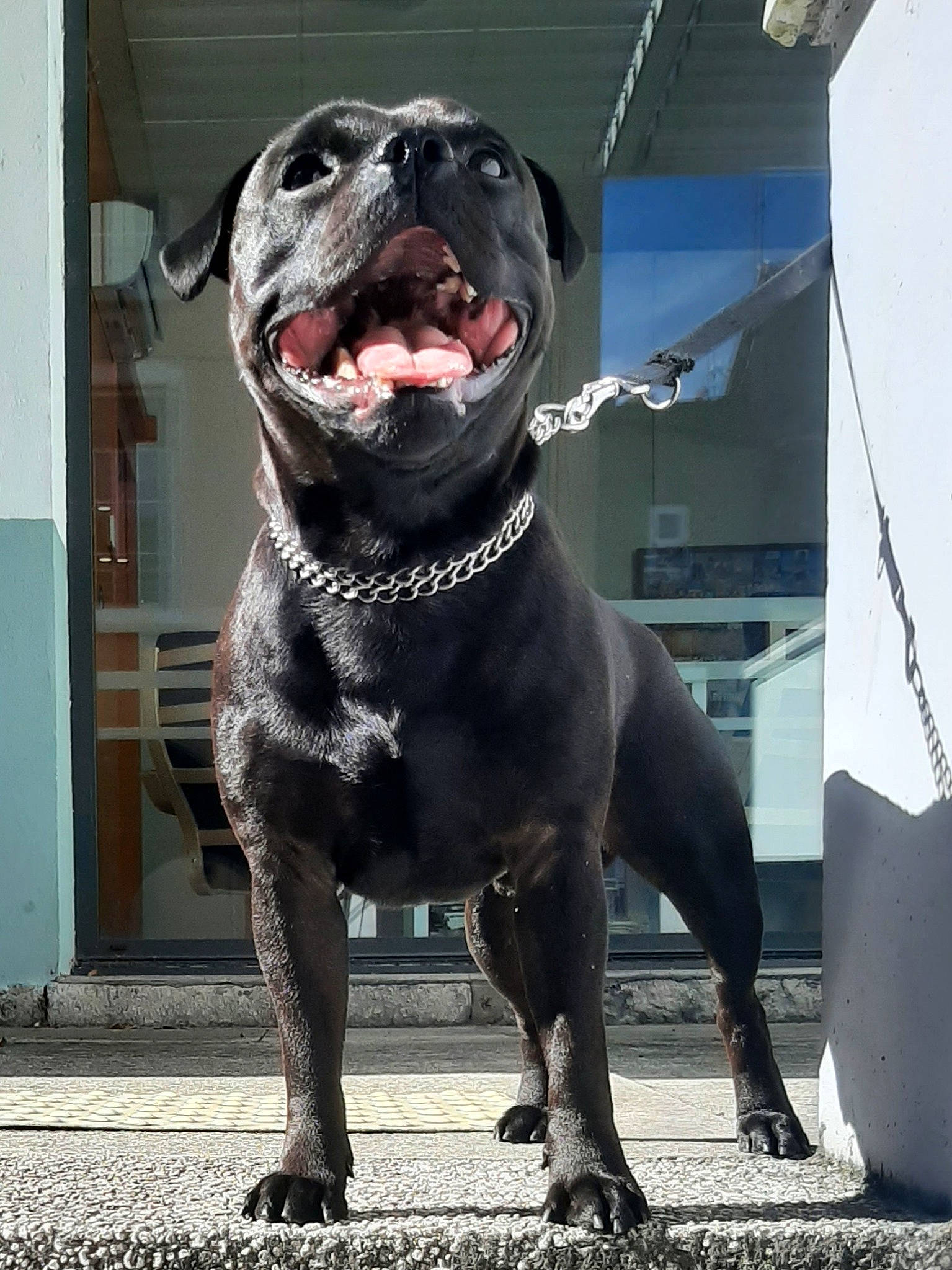 Panzer a rejoint le concours — aidez-le/la à gagner de superbes lots ! borador, canidae, carnivore, collar, companion_dog, dog, dog_breed, dog_collar, fang, fur, guard_dog, hunting_dog, liver, non_sporting_group, snout, sporting_group, terrestrial_animal, whiskers, working_animal, working_dog