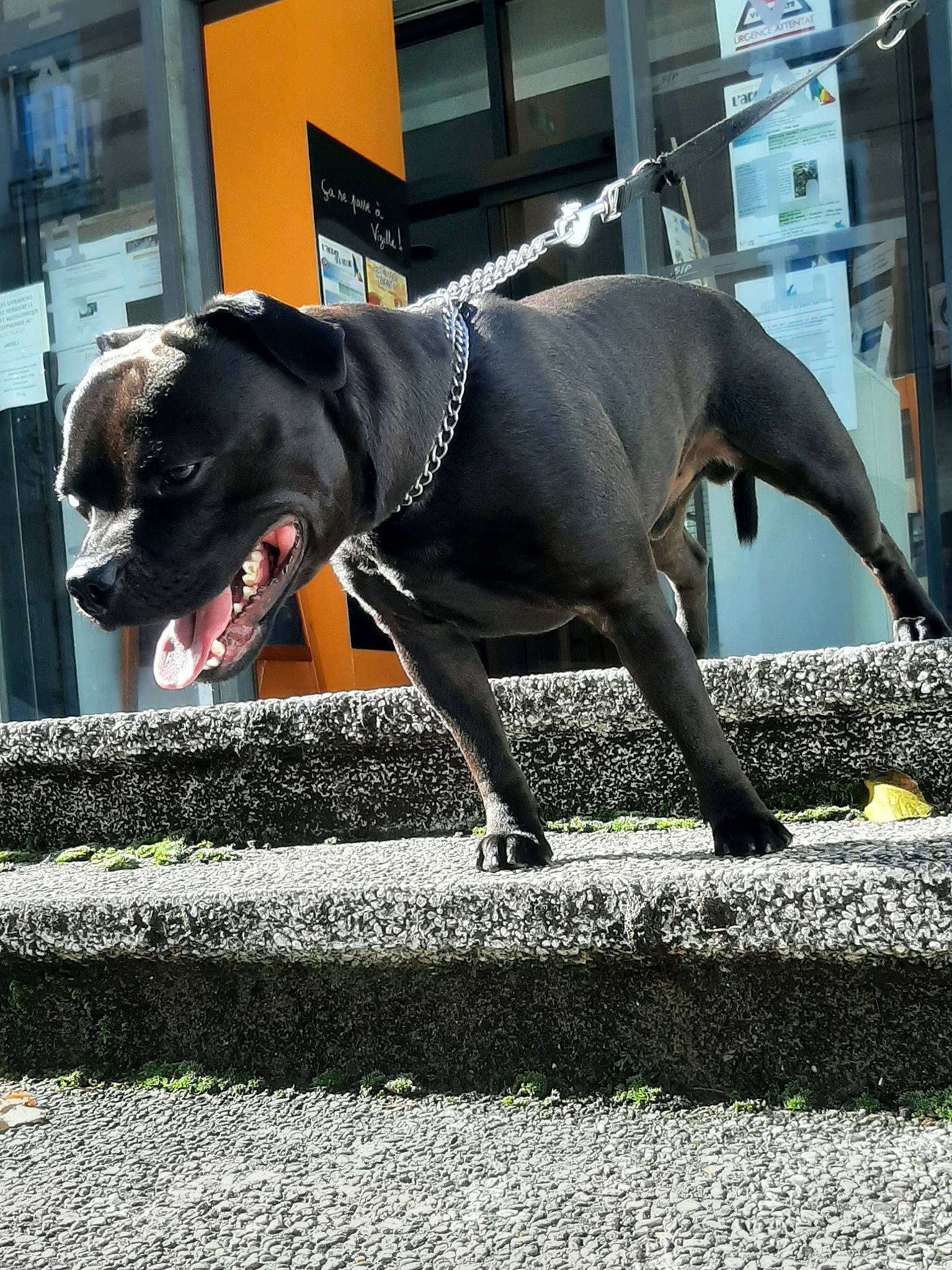 Panzer participe au concours pour gagner de l'argent avec cette photo : building, canidae, carnivore, collar, companion_dog, dog, dog_breed, dog_collar, dog_supply, fawn, guard_dog, leash, pet_supply, snout, sporting_group, tail, whiskers, window, working_animal, working_dog
