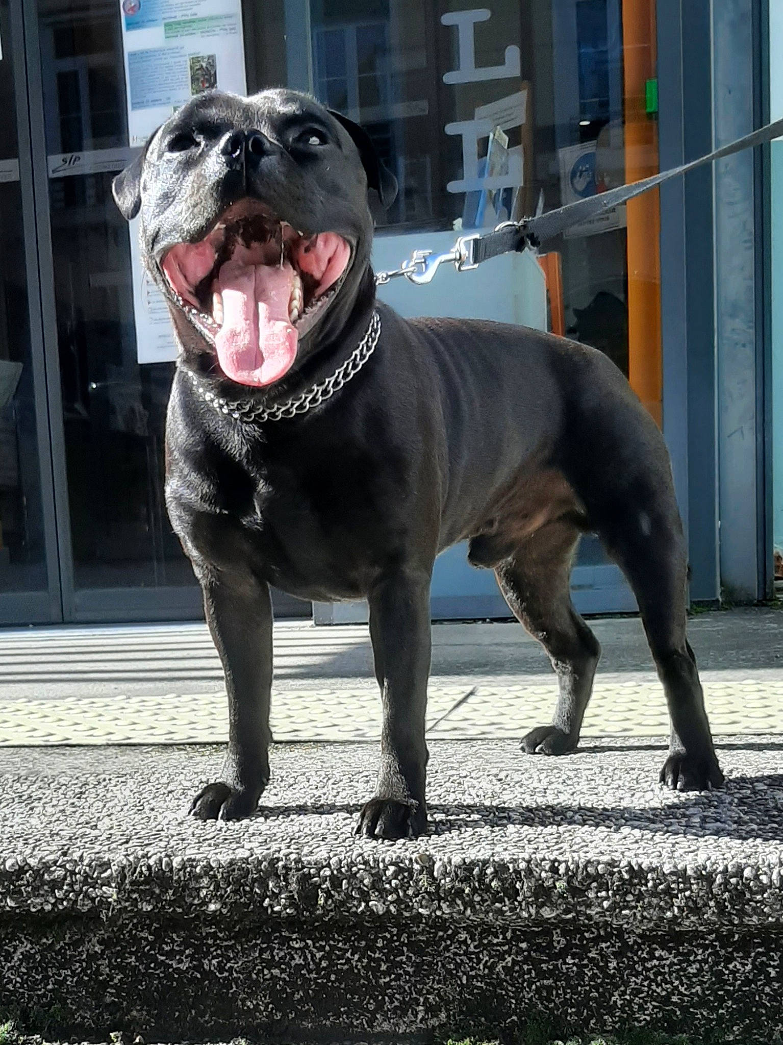 Panzer a rejoint le concours — aidez-le/la à gagner de superbes lots ! carnivore, collar, companion_dog, dog, dog_breed, dog_collar, fawn, fur, grey, leash, molosser, pet_supply, road_surface, snout, sporting_group, terrestrial_animal, whiskers, window, working_animal, working_dog