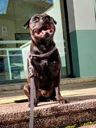 Panzer participe au concours pour gagner de l'argent avec cette photo : art, canidae, carnivore, companion_dog, dog, dog_breed, fawn, hunting_dog, liver, non_sporting_group, snout, sporting_group, terrestrial_animal, whiskers, window, wood, working_animal, working_dog