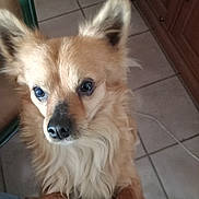 Tresor participe au concours pour gagner de l'argent avec cette photo : dog, small_dog, fluffy, pet, indoor, floor_tiles, wooden_cabinet, paws, looking_up, fur, ears, closeup, animal, domestic_animal, companion, cute, eyes, nose, whiskers, friendly