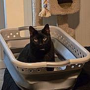 Mimi is registered to the contest to win money with this photo: animal, black_cat, cat, cat_tree, cozy, curious, cute, domestic, feline, furniture, home, indoor, laundry_basket, looking, pet, plastic_basket, quiet, rope_toy, sitting, yellow_eyes
