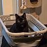 animal, black_cat, cat, cat_tree, cozy, curious, cute, domestic, feline, furniture, home, indoor, laundry_basket, looking, pet, plastic_basket, quiet, rope_toy, sitting, yellow_eyes