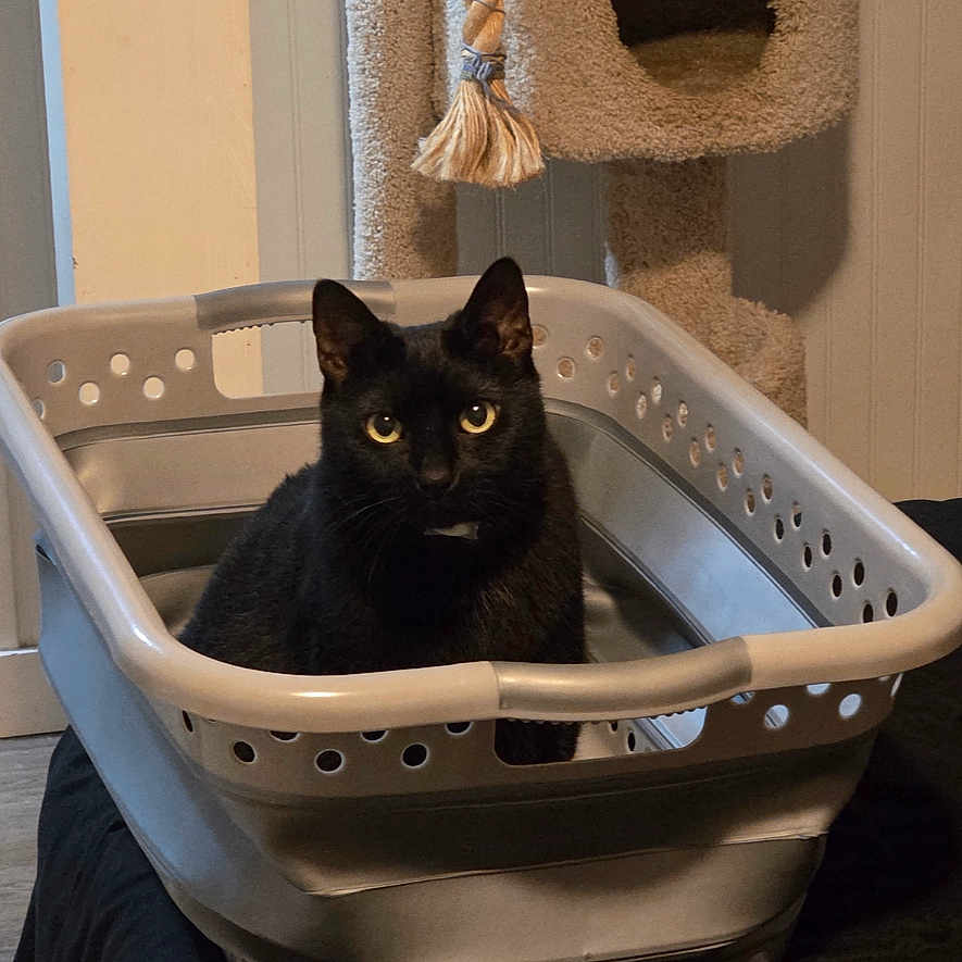 Mimi