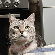 Maurice a rejoint le concours — aidez-le/la à gagner de superbes lots ! animal, cat, closeup, collar, curious, domestic, feline, food, gray_fur, green_eyes, household, indoor, kitchen, package, pet, portrait, stove, tabby, table, whiskers