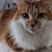 Benj is registered to the contest to win money with this photo: animal, cat, close_up, curious, domestic_cat, ears, eyes, face, feline, fluffy, indoor, lying_down, mammal, orange_cat, paw, pet, relaxed, soft_fur, whiskers, white_fur