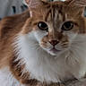 animal, cat, close_up, curious, domestic_cat, ears, eyes, face, feline, fluffy, indoor, lying_down, mammal, orange_cat, paw, pet, relaxed, soft_fur, whiskers, white_fur