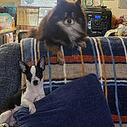 Fritz is registered to the contest to win money with this photo: dog, pomeranian, small_dog, couch, blanket, pillow, indoor, living_room, pet, animal, furniture, black_and_white, fluffy, relaxed, cute, domestic, companion, home_interior, window, kitchen