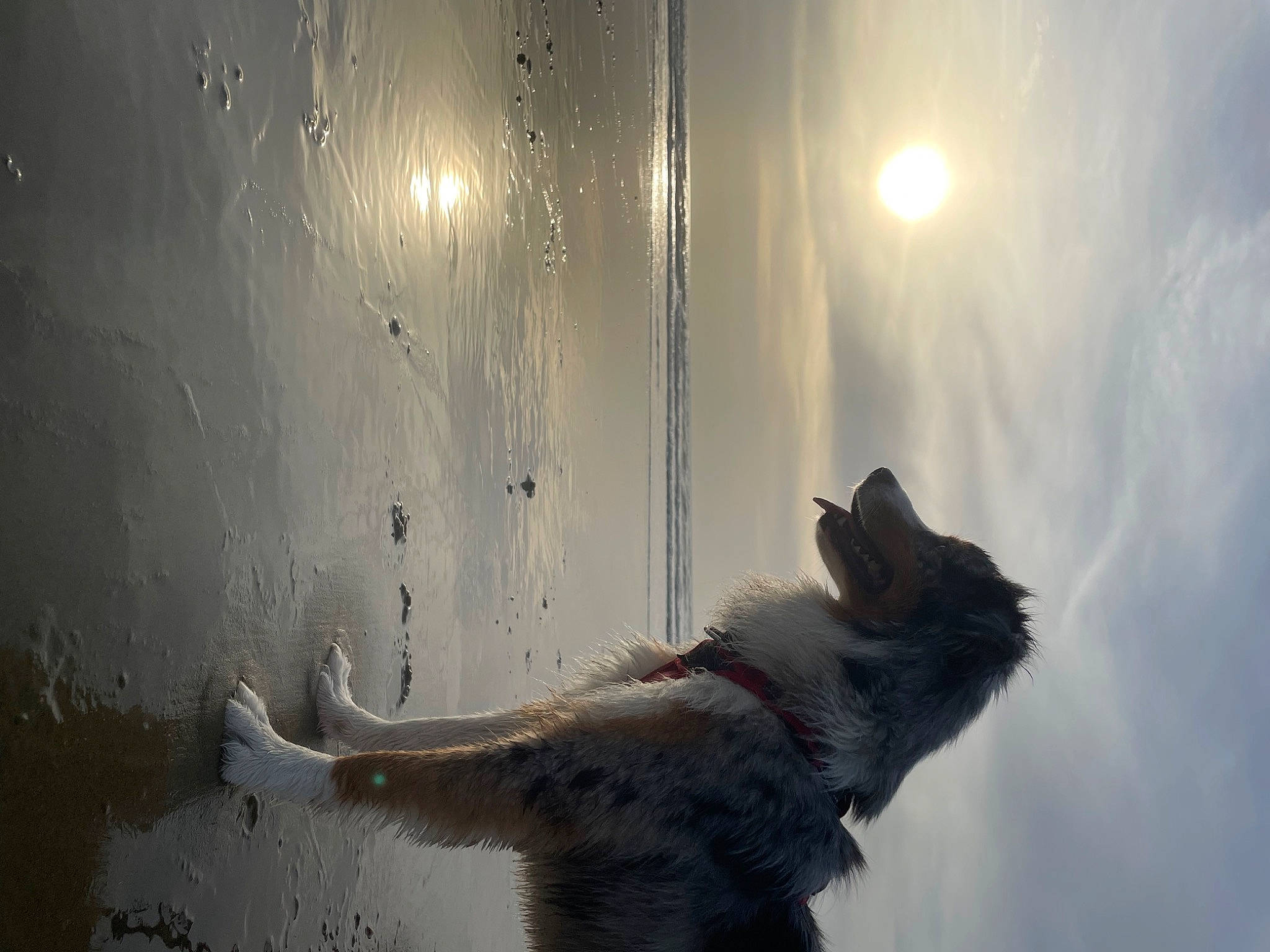 Rio a rejoint le concours — aidez-le/la à gagner de superbes lots ! astronomical_object, backlighting, canidae, carnivore, cat, cloud, dog_breed, felidae, fur, lens_flare, reflection, sky, small_to_medium_sized_cats, sporting_group, sunlight, tail, tints_and_shades, whiskers, window, wood