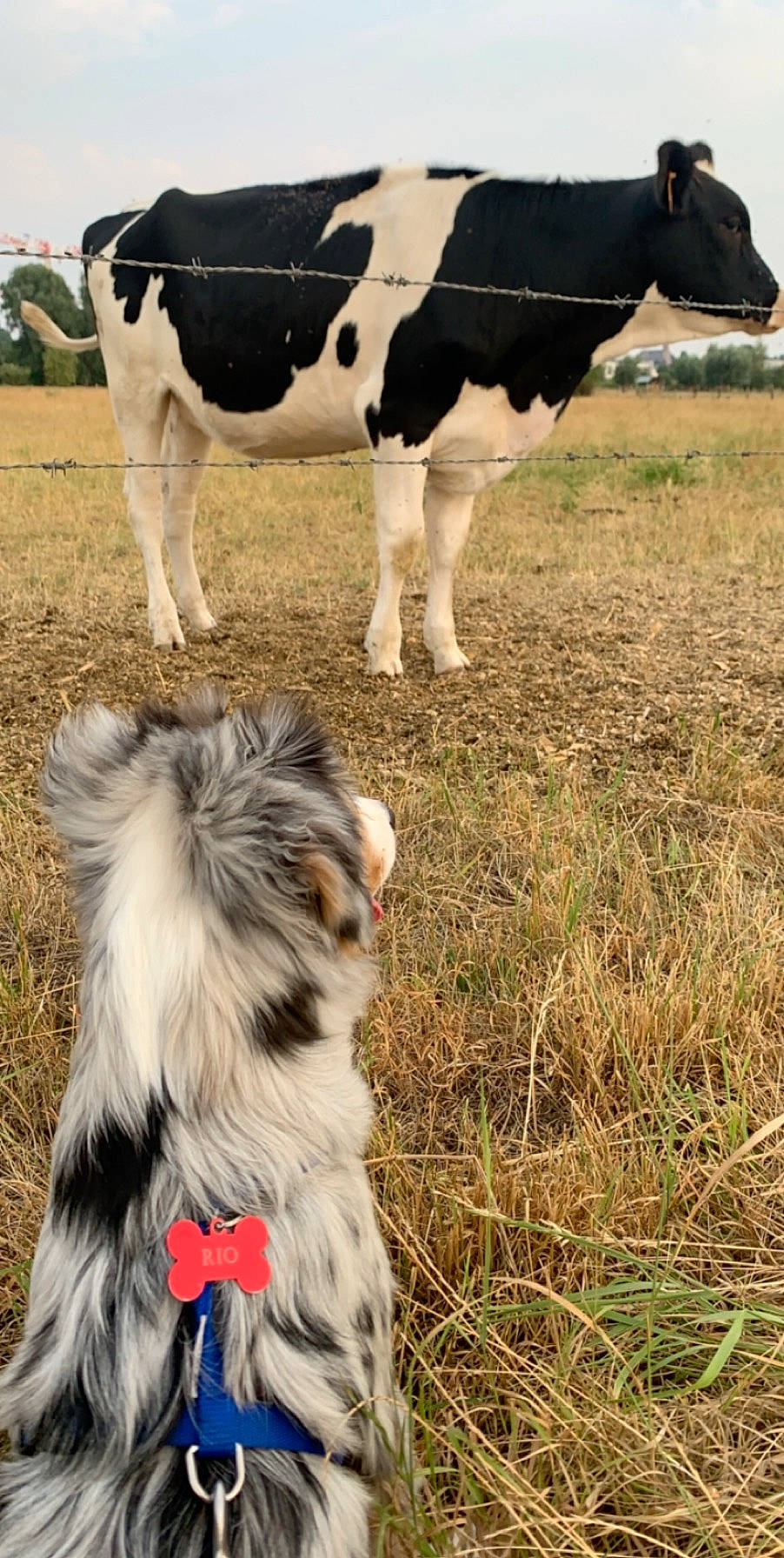 Rio participe au concours pour gagner de l'argent avec cette photo : calf, carnivore, collar, companion_dog, dairy_cow, dog, dog_breed, grass, grassland, herding_dog, human_leg, landscape, livestock, mammal, pasture, snout, terrestrial_animal, vertebrate, wildlife, working_animal