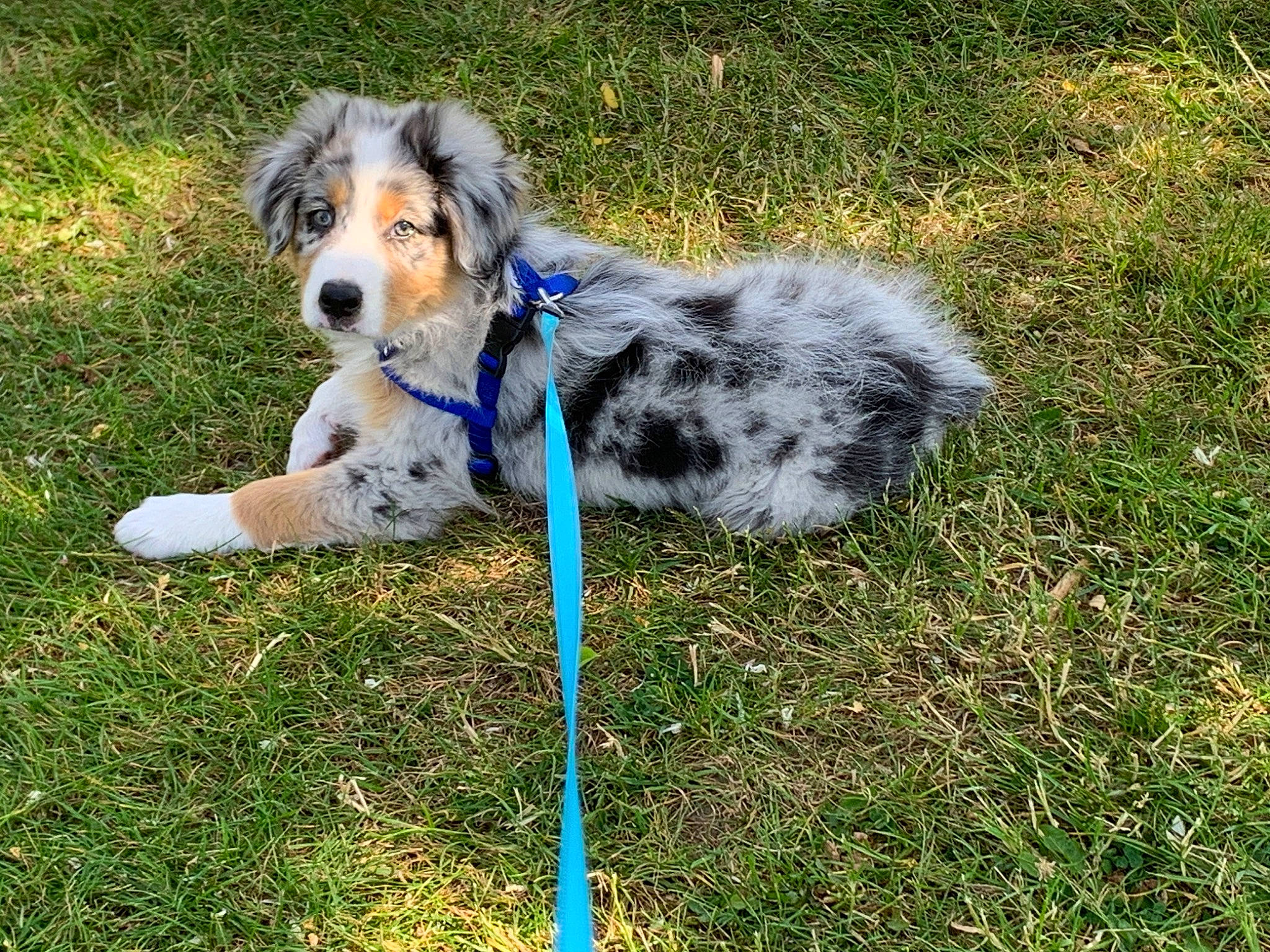 Rio participe au concours pour gagner de l'argent avec cette photo : canidae, carnivore, companion_dog, dog, dog_breed, dog_supply, grass, herding_dog, plant, puppy, sporting_group, tail, terrier, toy_dog, water_dog, working_animal, working_dog