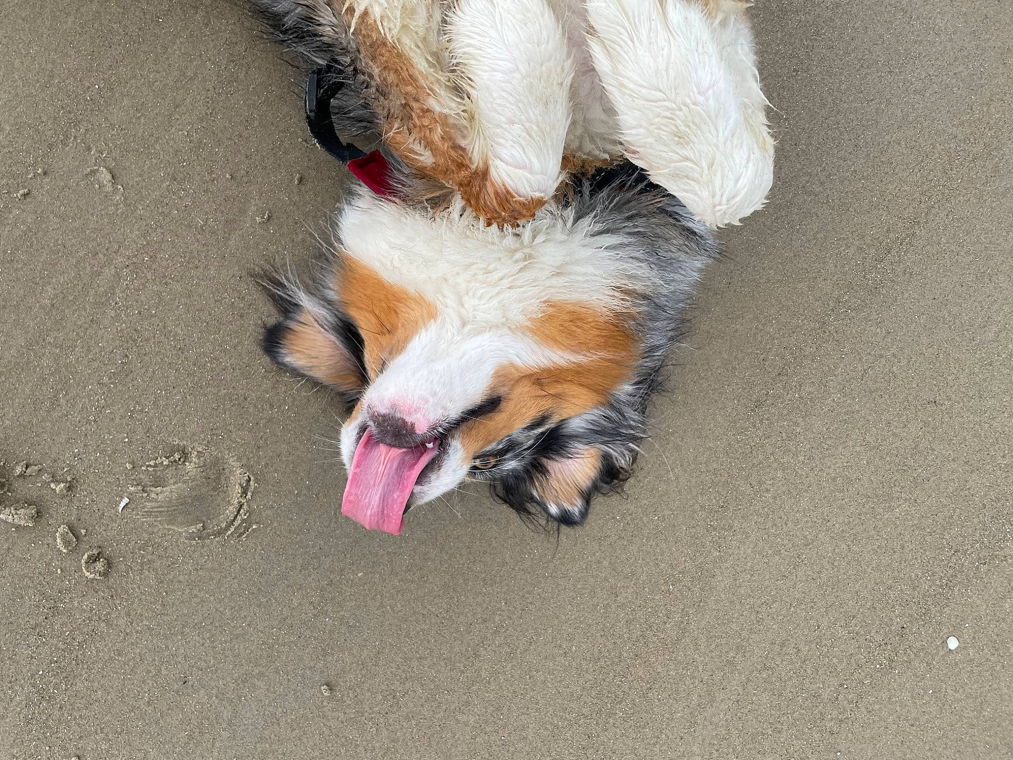 Rio participe au concours pour gagner de l'argent avec cette photo : asphalt, canidae, carnivore, claw, companion_dog, dog, dog_breed, dog_supply, fawn, felidae, foot, fur, paw, road_surface, small_to_medium_sized_cats, snout, tail, toy_dog, whiskers, wildlife