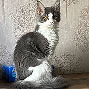 Willo a rejoint le concours — aidez-le/la à gagner de superbes lots ! animal, blue_box, calm, cat, curious, domestic_cat, ears, feline, fluffy_fur, gray_cat, indoor, pet, portrait, sitting, tail, tree_pattern, wallpaper, whiskers, white_cat, wooden_surface