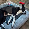 dog, sleeping, pet_bed, black_and_white, toy, red_toy, blue_toy, pink_toy, wooden_floor, collar, indoor, relaxed, resting, domestic_animal, canine, fur, paw, quiet, cozy, animal