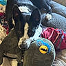Nero is registered to the contest to win money with this photo: dog, black_and_white, plush_toy, blanket, couch, indoor, pet, resting, cozy, animal, fur, ears, paw, looking_up, cute, companion, soft, relaxed, home, comfort