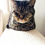 Soma is registered to the contest to win money with this photo: animal, blanket, cat, close_up, cozy, ears, face, green_eyes, indoor, knitted_fabric, pet, photography, portrait, serious, soft_light, staring, striped_fur, tabby_cat, whiskers, window