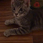 Jax joined the competition — help win amazing prizes! kitten, cat, gray_cat, tabby, floor, wooden_floor, shoes, sneakers, adidas, pet, animal, indoor, curious, wide_eyes, lying_down, whiskers, ears, young_cat, domestic_cat, flooring