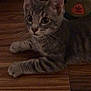 kitten, cat, gray_cat, tabby, floor, wooden_floor, shoes, sneakers, adidas, pet, animal, indoor, curious, wide_eyes, lying_down, whiskers, ears, young_cat, domestic_cat, flooring