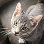 Jax is registered to the contest to win money with this photo: cat, gray_cat, tabby, pet, animal, whiskers, ears, eyes, feline, indoor, curious, looking_up, soft_surface, window_light, cute, closeup, domestic_cat, young_cat, whiskers_visible, blurred_background