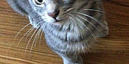 Jax joined the competition — help win amazing prizes! cat, gray_tabby, pet, animal, wooden_floor, whiskers, ears, eyes, cute, indoor, feline, fur, close_up, looking_up, domestic_cat, mammal, small_animal, curious, young_cat, tabby_pattern