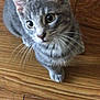 cat, gray_tabby, pet, animal, wooden_floor, whiskers, ears, eyes, cute, indoor, feline, fur, close_up, looking_up, domestic_cat, mammal, small_animal, curious, young_cat, tabby_pattern