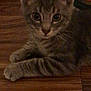 Jax is registered to the contest to win money with this photo: kitten, cat, gray_tabby, floor, wooden_floor, pet, animal, feline, curious, indoors, cute, young, whiskers, paws, ears, looking_at_camera, small, domestic_cat, resting, quiet