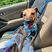 Copper joined the competition — help win amazing prizes! animal, blanket, car_interior, comfort, dashboard, dog, dog_bandana, dog_harness, door, greenery, happy, leash, pet, seat, smiling_dog, sunlight, travel, vehicle, water_bottle, window