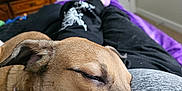Copper is registered to the contest to win money with this photo: animal, bed, bedroom, cabinet, canine, couch, cushion, dog, furniture, homedecor, hound, indoors, interiordesign, linen, person, pet, puppy, purple, room, sleeping