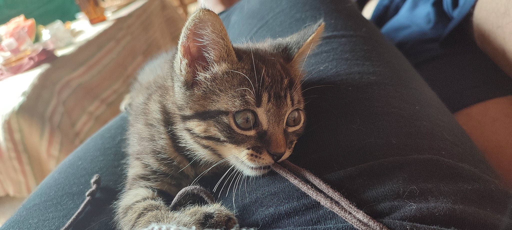 Mickael a rejoint le concours — aidez-le/la à gagner de superbes lots ! carnivore, cat, cat_supply, claw, comfort, domestic_short_haired_cat, felidae, fur, paw, small_to_medium_sized_cats, snout, terrestrial_animal, whiskers, window