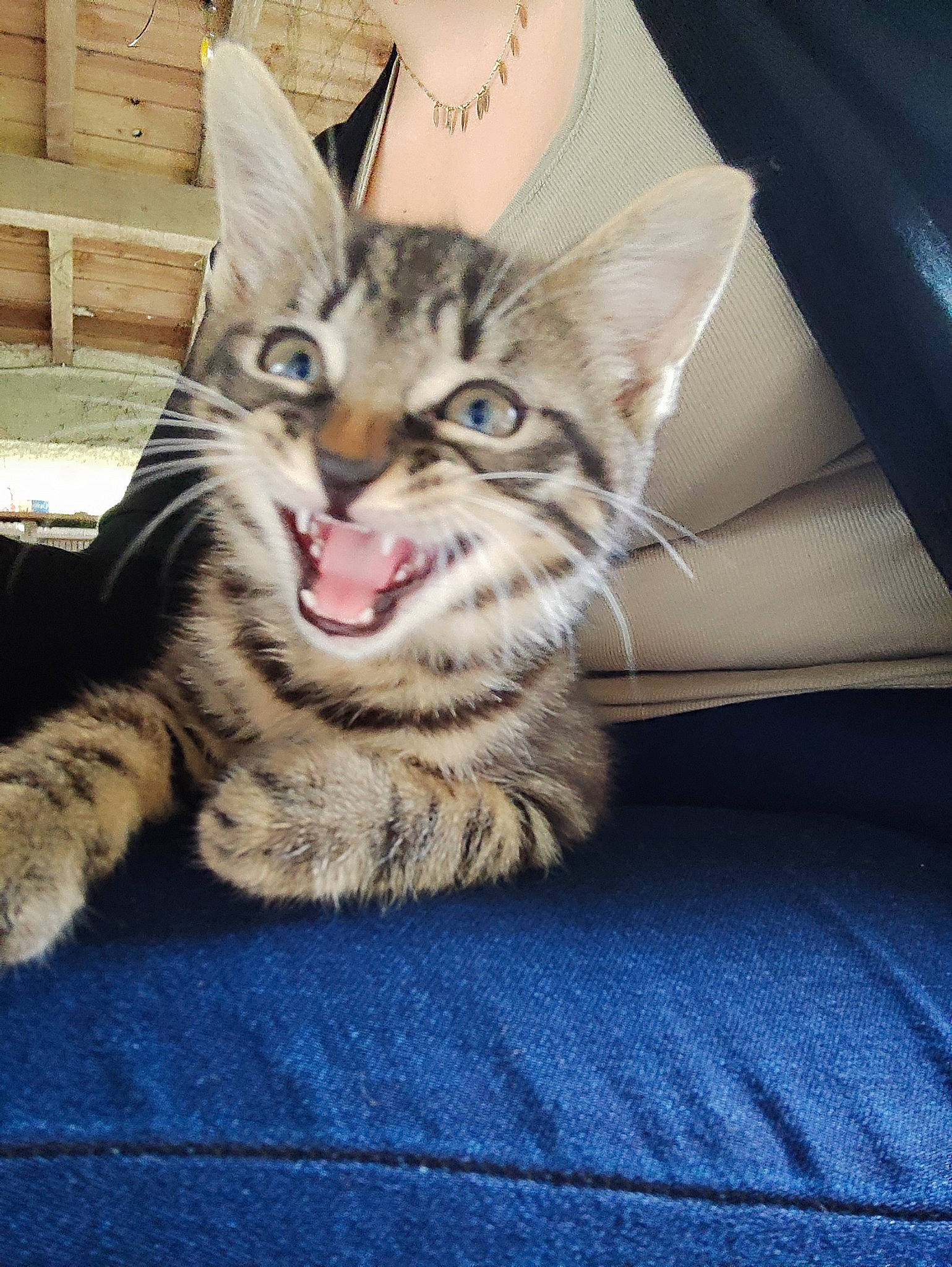 Mickael participe au concours pour gagner de l'argent avec cette photo : carnivore, cat, claw, comfort, domestic_short_haired_cat, felidae, foot, fur, paw, sitting, small_to_medium_sized_cats, snout, terrestrial_animal, whiskers