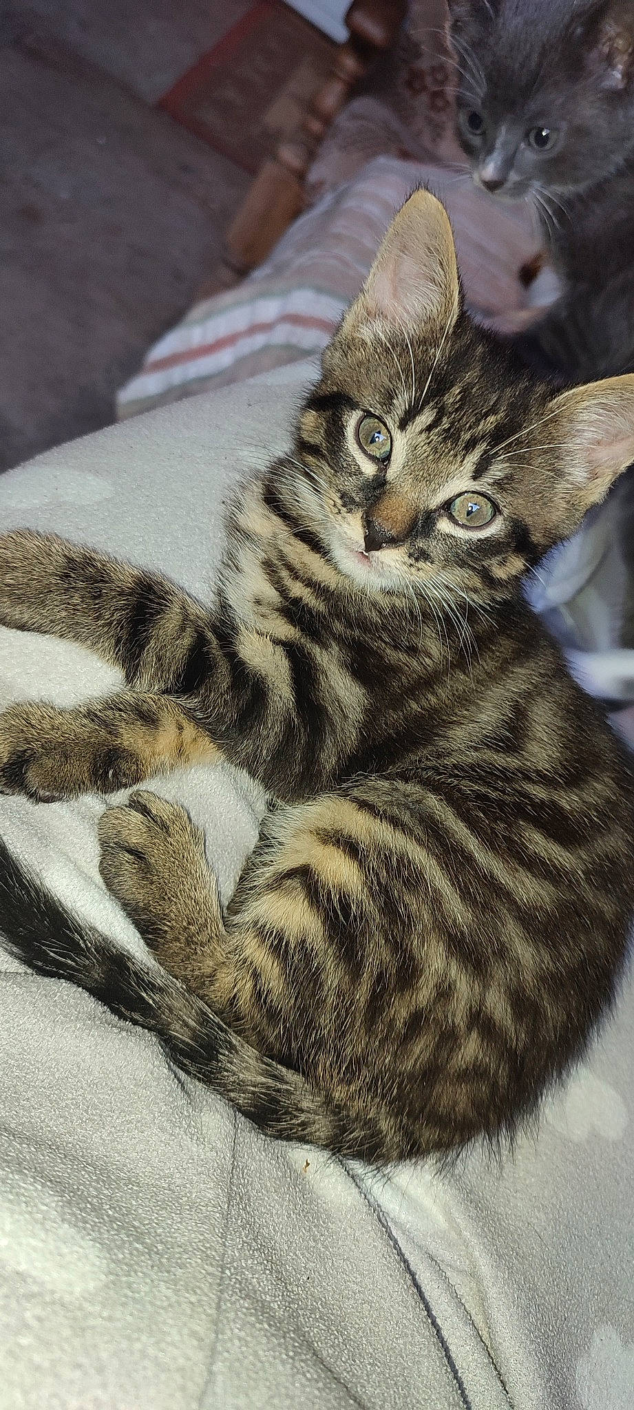 Mickael a rejoint le concours — aidez-le/la à gagner de superbes lots ! carnivore, cat, claw, domestic_short_haired_cat, felidae, fur, pattern, paw, small_to_medium_sized_cats, snout, tail, terrestrial_animal, whiskers, wildlife