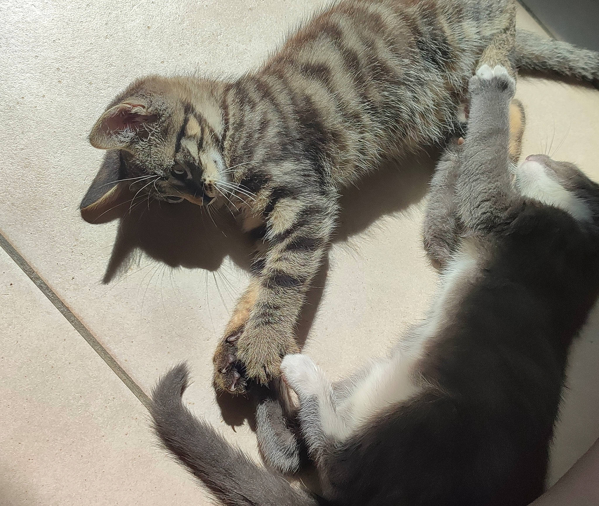 Mickael a rejoint le concours — aidez-le/la à gagner de superbes lots ! carnivore, cat, claw, comfort, domestic_short_haired_cat, felidae, flooring, foot, fur, grey, iguania, paw, reptile, shadow, small_to_medium_sized_cats, snout, tail, terrestrial_animal, toe, whiskers