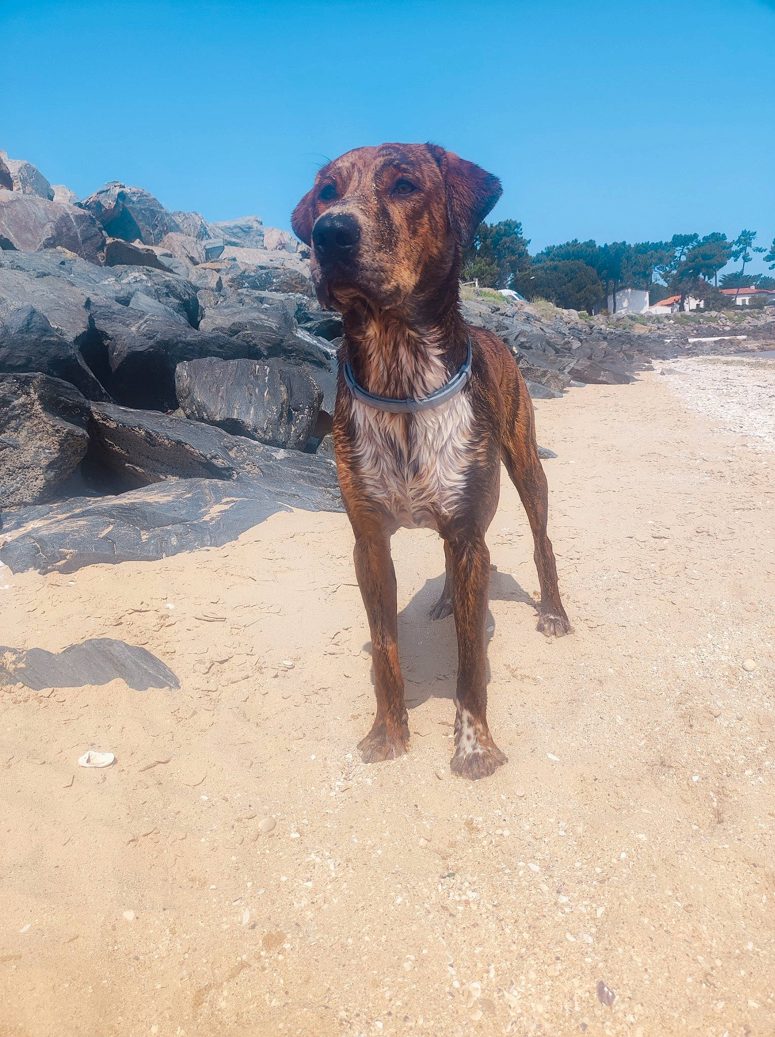Kawa participe au concours pour gagner de l'argent avec cette photo : beach, canidae, carnivore, dog, dog_breed, dog_collar, fawn, hunting_dog, landscape, liver, ocean, rock, sand, sky, soil, sporting_group, terrestrial_animal, wildlife, working_animal, working_dog