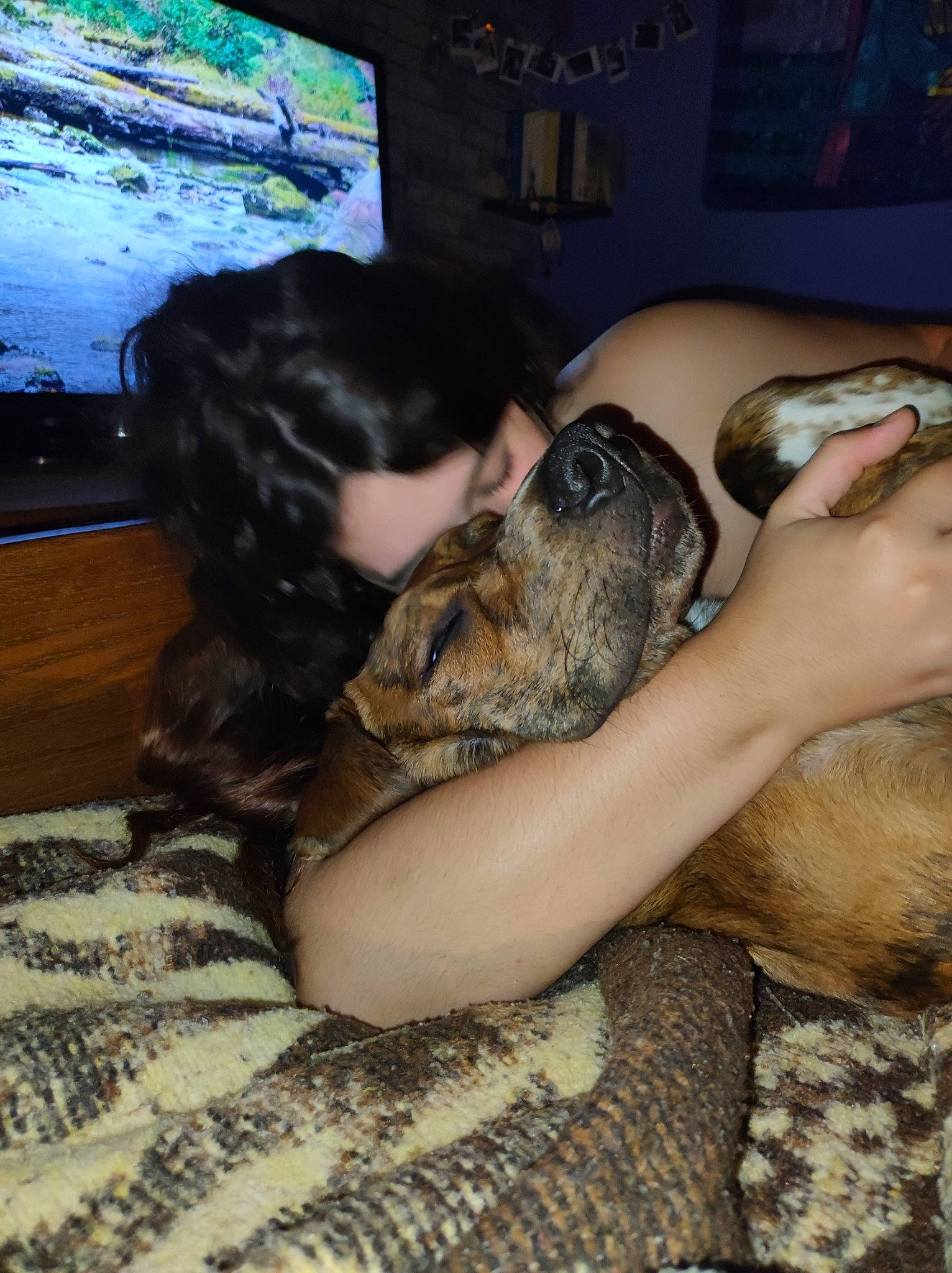 Kawa a rejoint le concours — aidez-le/la à gagner de superbes lots ! canidae, carnivore, comfort, companion_dog, display_device, dog, dog_breed, fawn, foot, fun, fur, human_leg, lap, nap, paw, picture_frame, sporting_group, television, television_set, terrestrial_animal