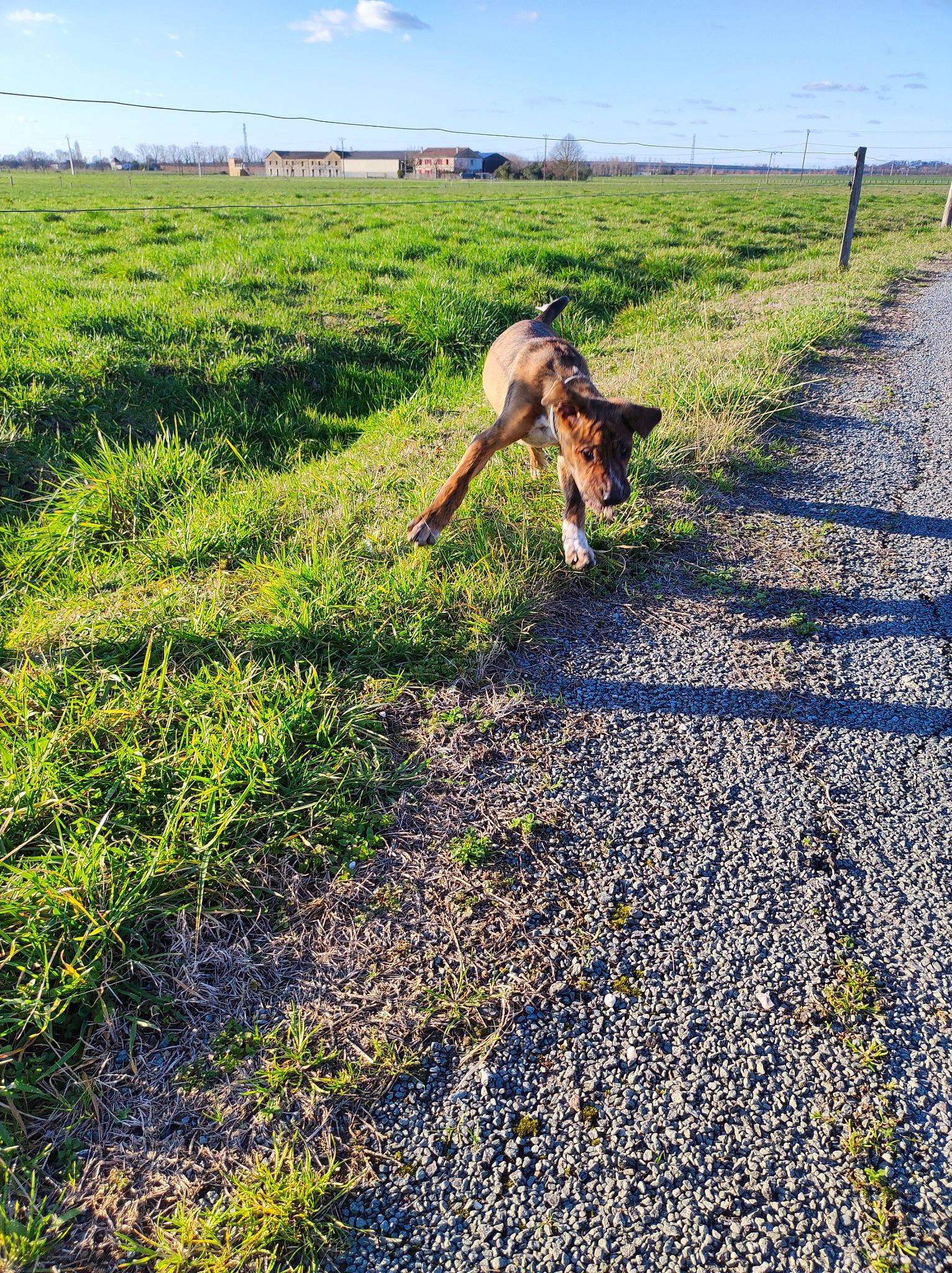 Kawa participe au concours pour gagner de l'argent avec cette photo : agriculture, asphalt, carnivore, cloud, dog, dog_breed, farmer, fawn, field, grass, grassland, landscape, people_in_nature, plant, prairie, rural_area, sky, soil, tree, working_animal