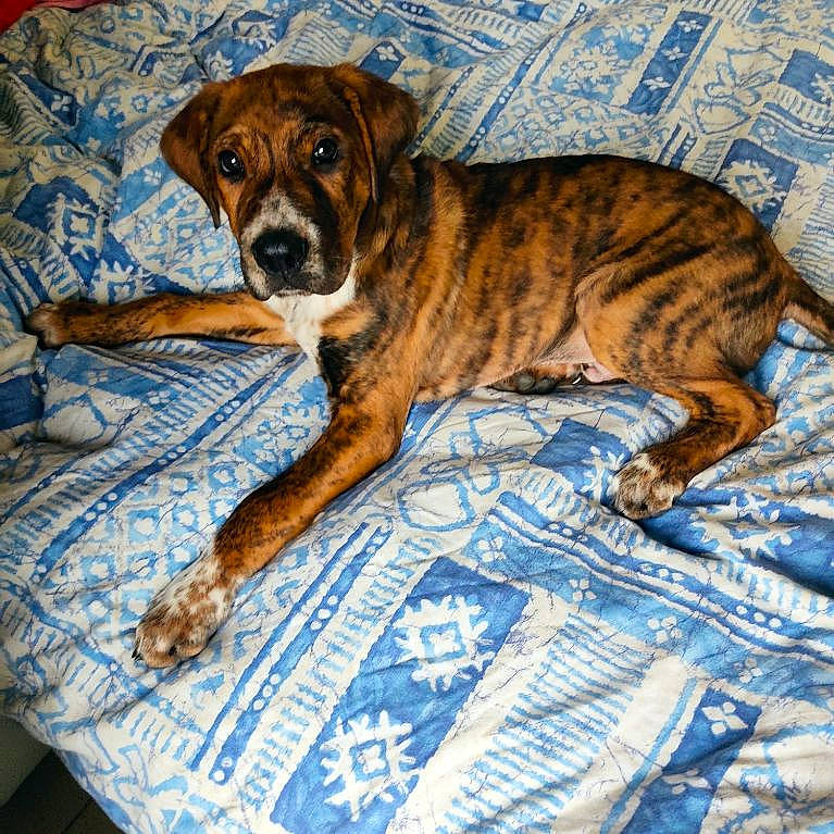 Kawa a rejoint le concours — aidez-le/la à gagner de superbes lots ! ancient_dog_breeds, carnivore, collar, comfort, companion_dog, dog, dog_breed, dog_supply, fawn, guard_dog, liver, non_sporting_group, sporting_group, tail, terrestrial_animal, whiskers, working_animal, working_dog, wrinkle